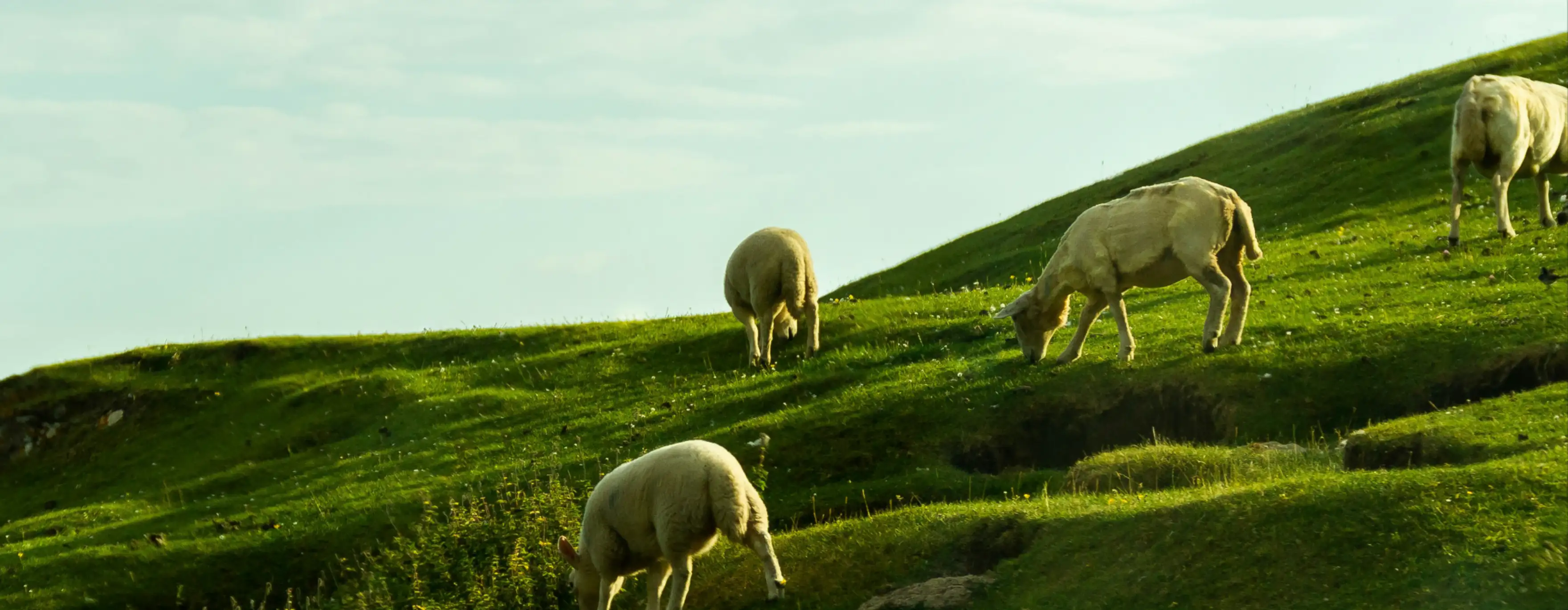 SETTING NEW STANDARDS IN DAIRY